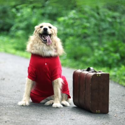 Pro Plan Sensitive Skin Salmón Razas Mediana/Grande 3 KG